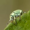 Phyllobius sp.